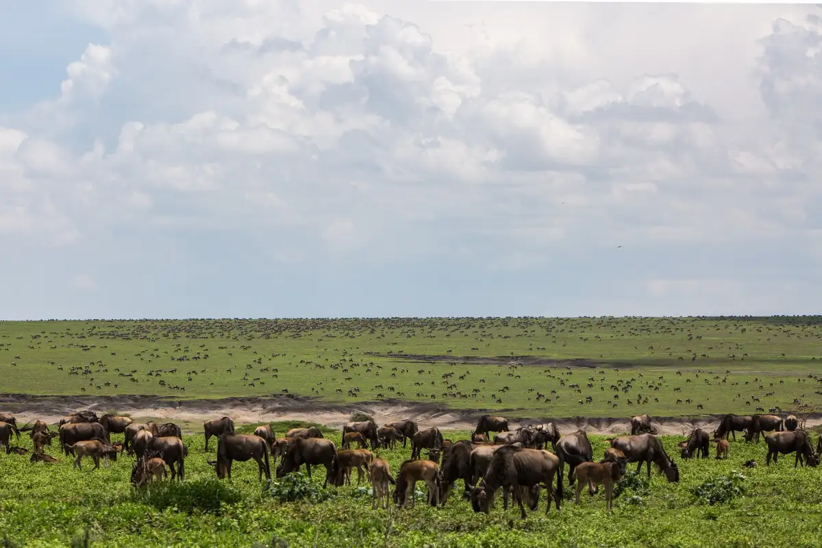 7 Days - Wildebeests Calving Season