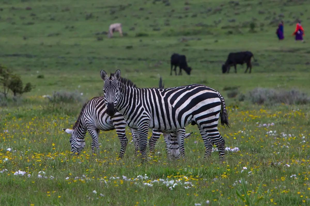 8 Day Safari and Serengeti Migration