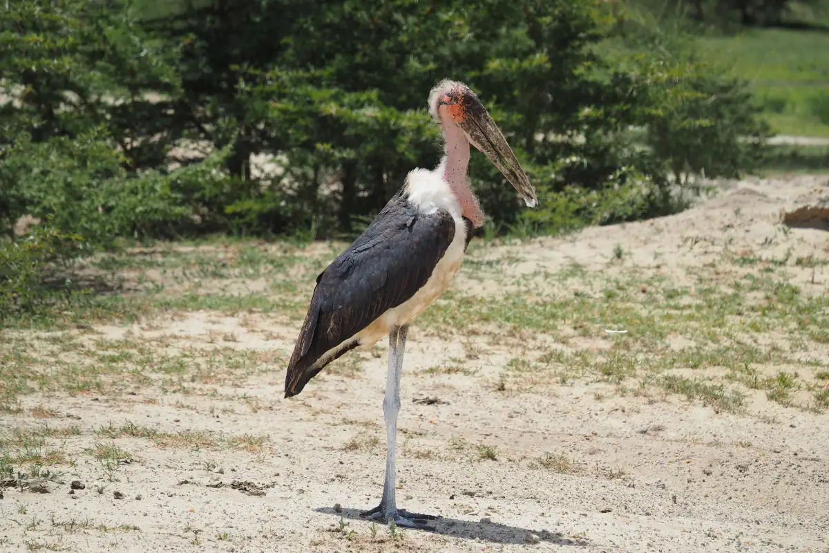 Day Trip from Zanzibar Nyerere NP (Private Tour)