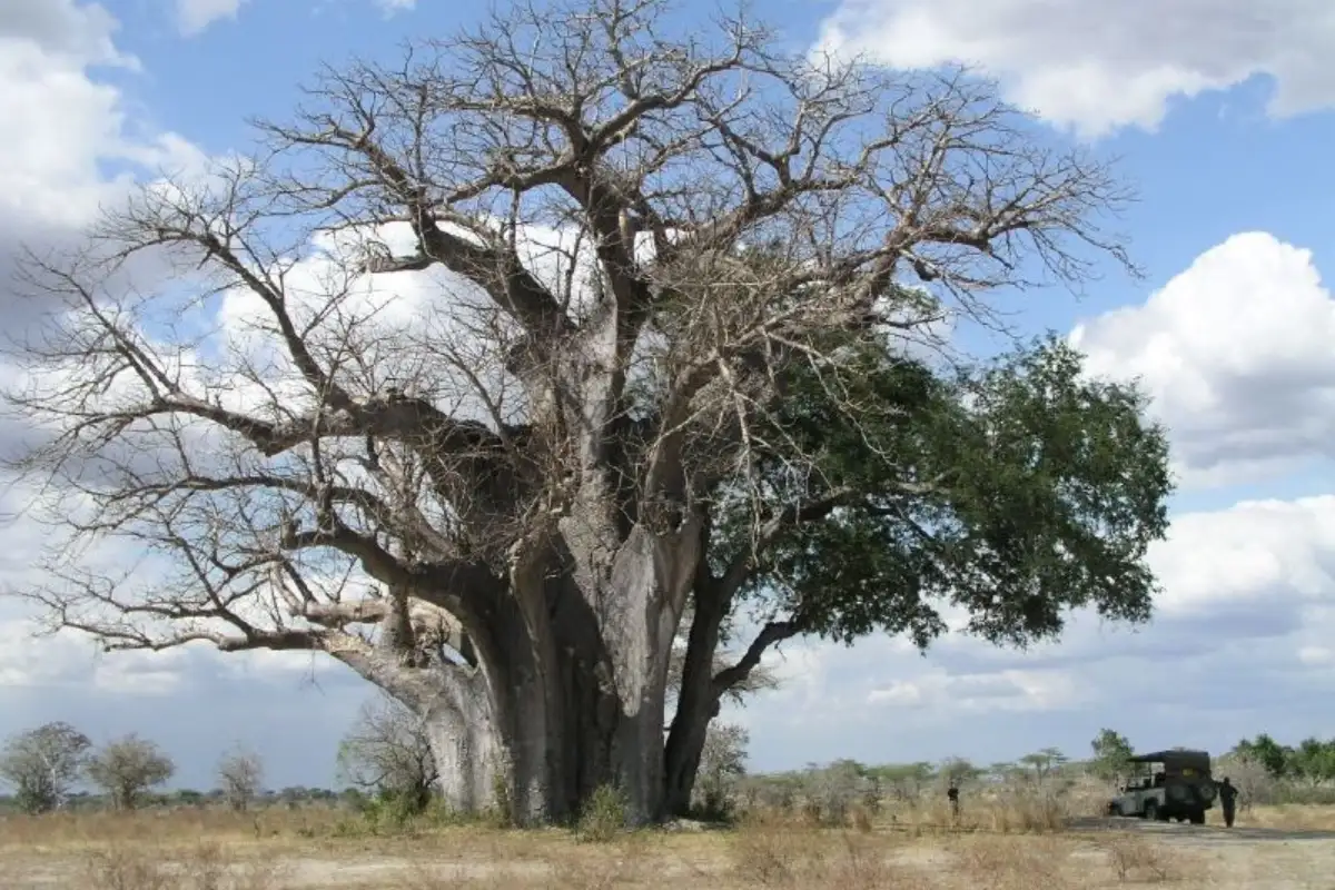 2 Days : Nyerere National Park (Ex Selous Game Reserve)