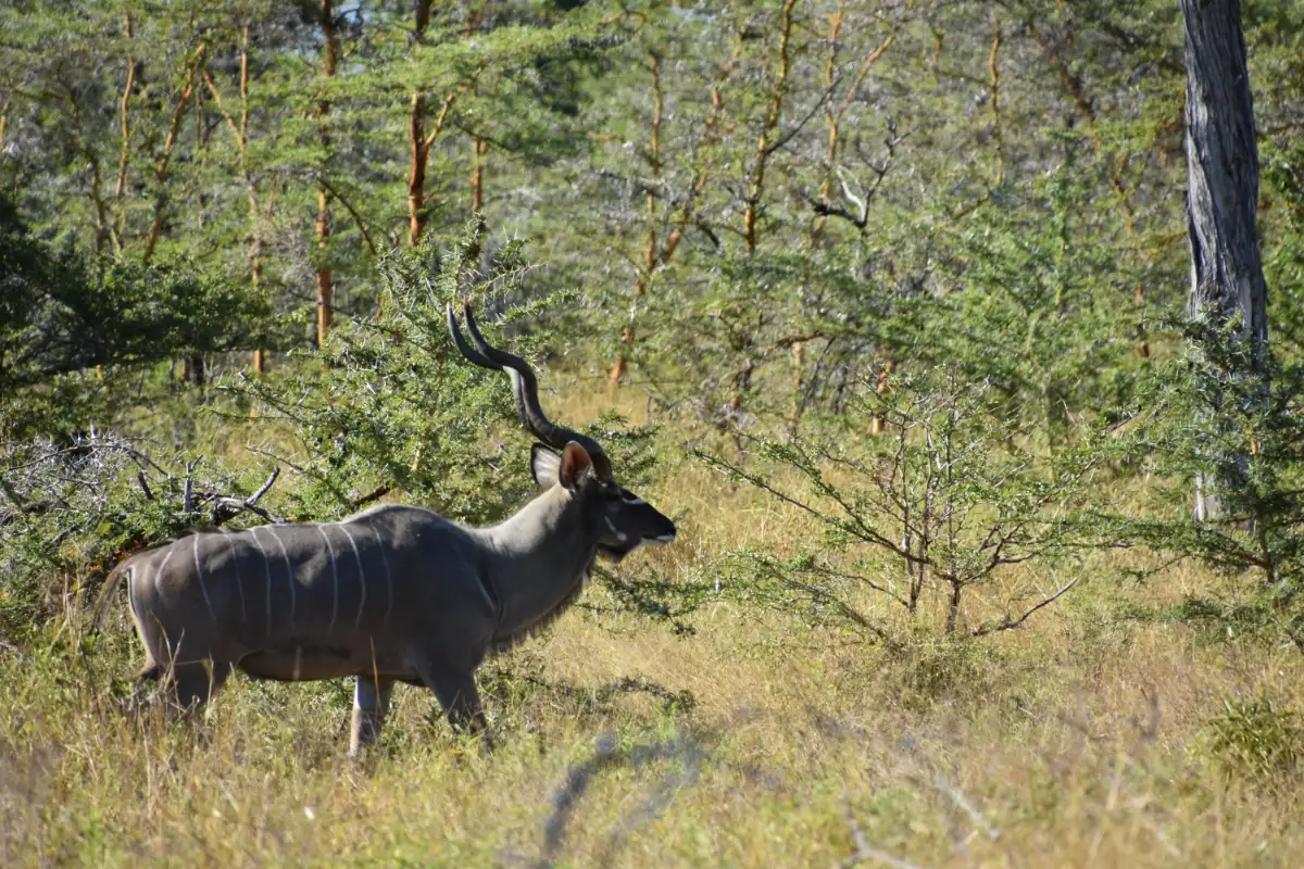 Holiday Package Zanzibar to Nyerere NP with Two Game Drives