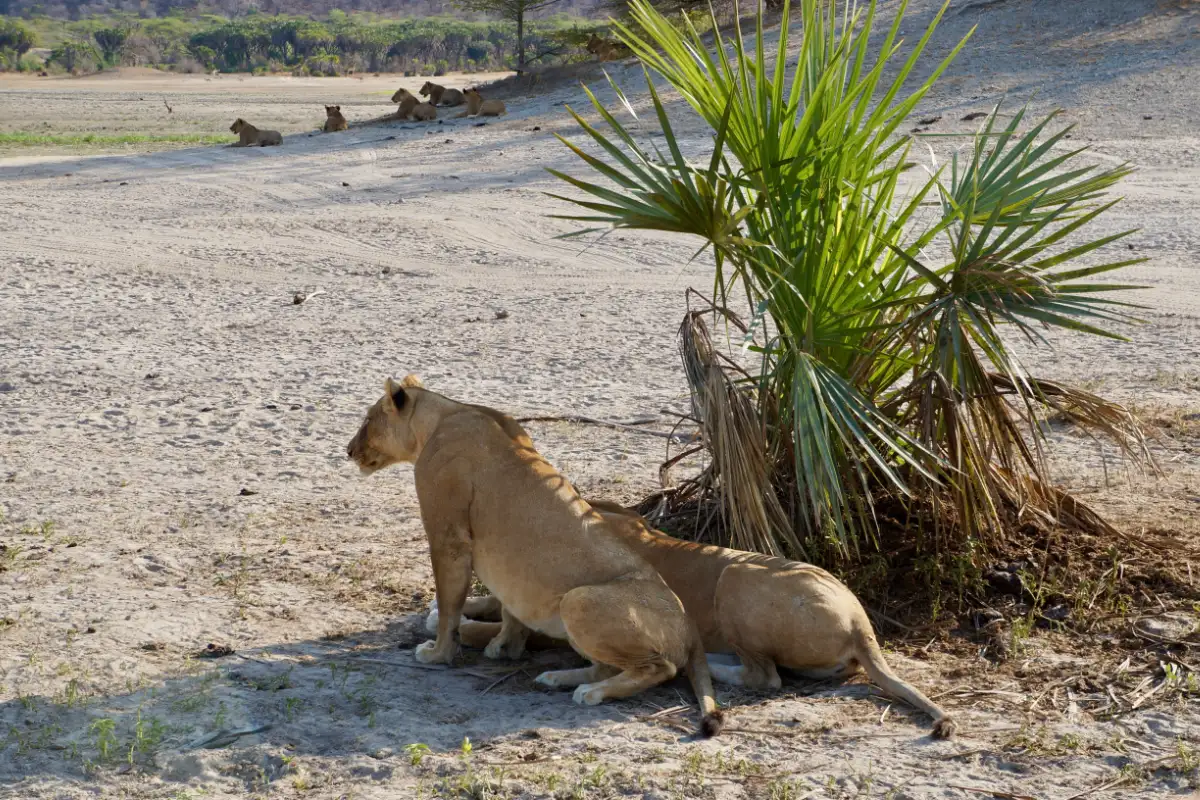 2 Days Zanzibar to Selous Fly Safari & Night Game Drive