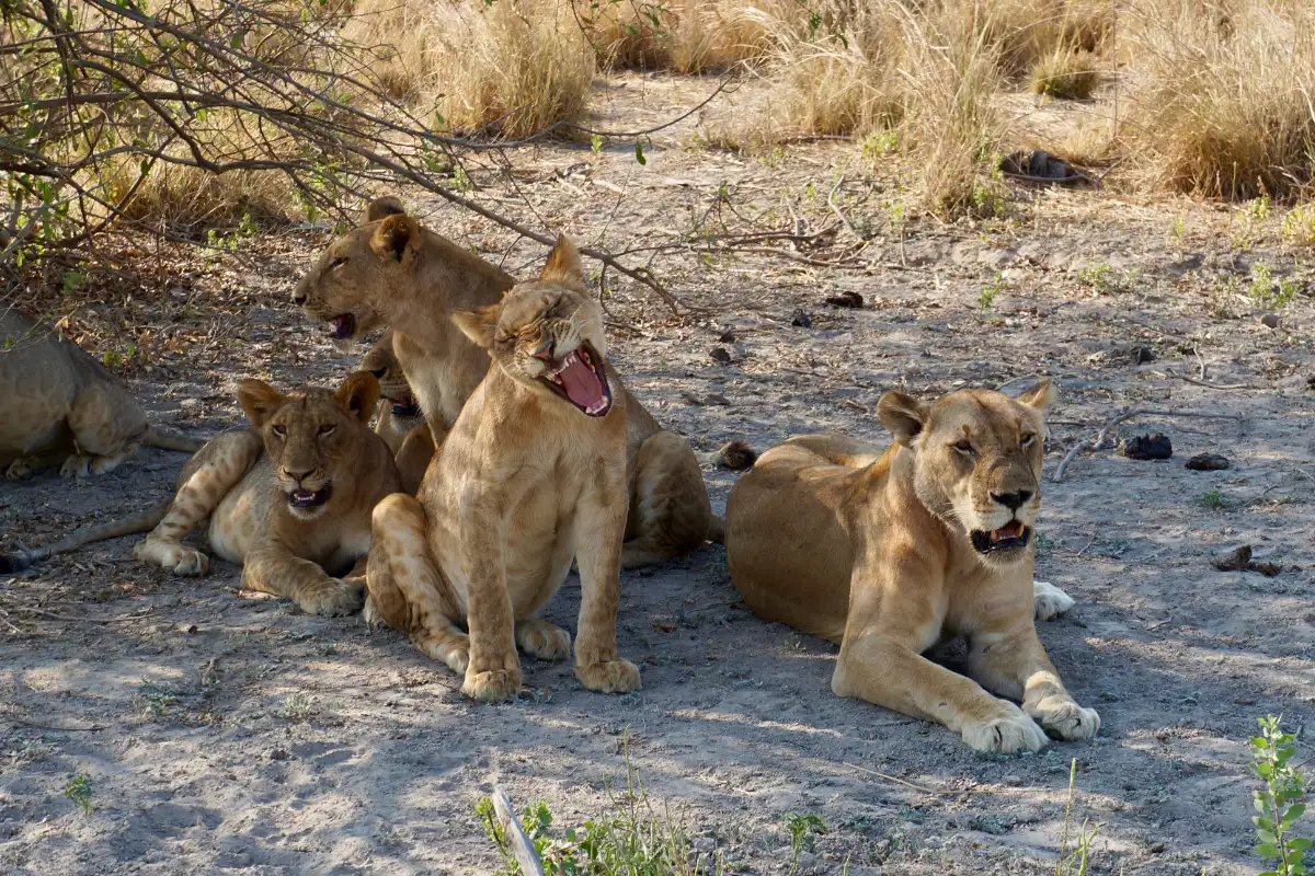 2 Days Luxury Selous Safari Tour