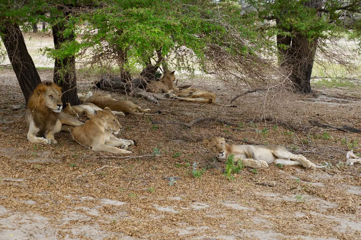 DISCOVER THE NATURAL BEAUTY OF NYERERE NATIONAL PARK (SELOUS GAME RESERVE )
