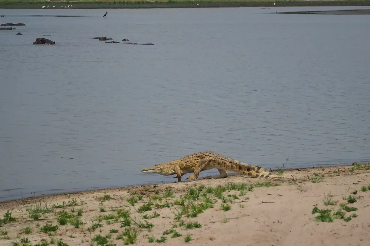 VISIT ZANZIBAR AND NYERERE NATIONAL PARK
