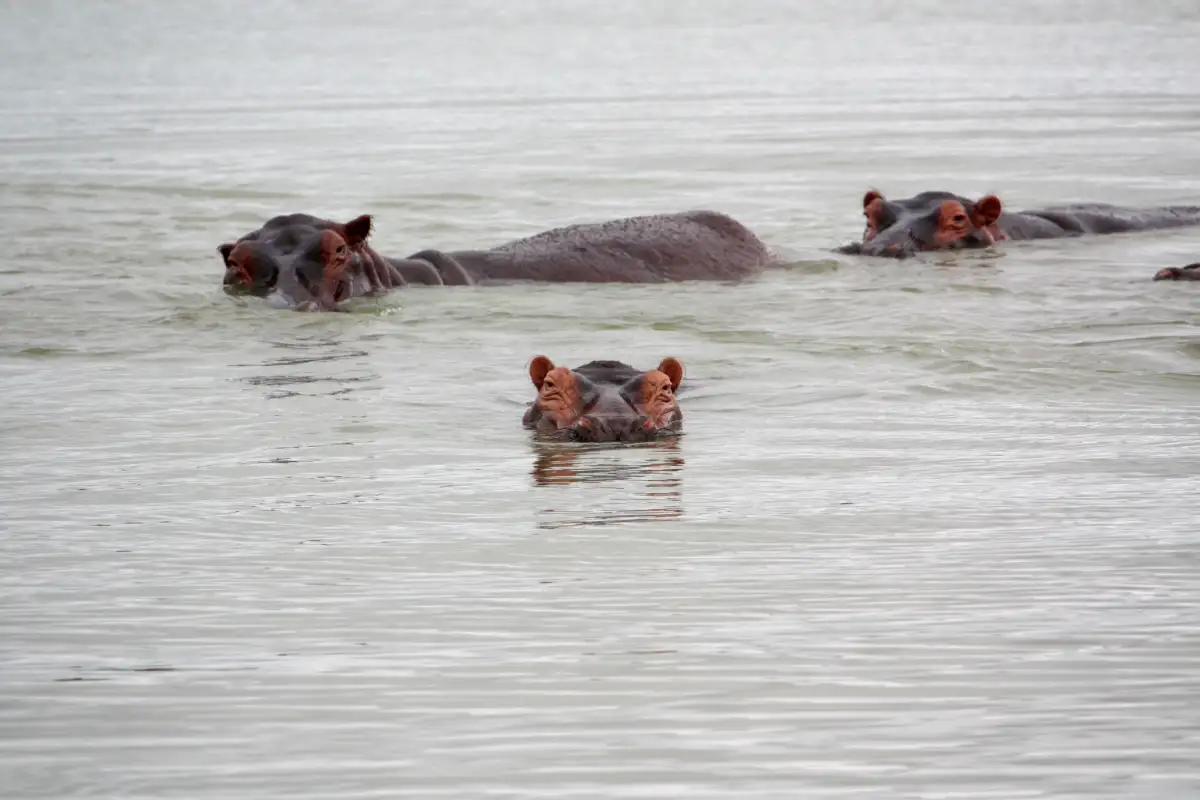  6-Day Enjoy Great Migration in Northern Serengeti
