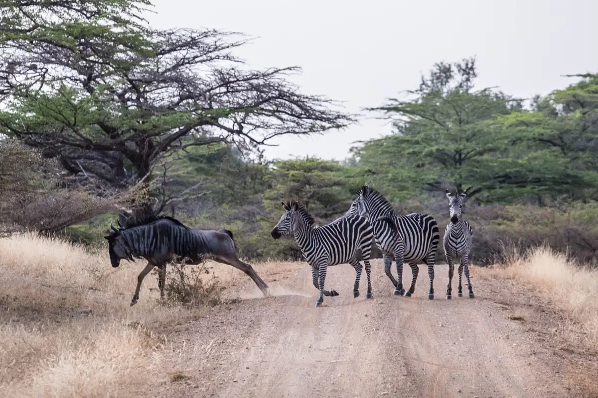 3 Days Selous Safari