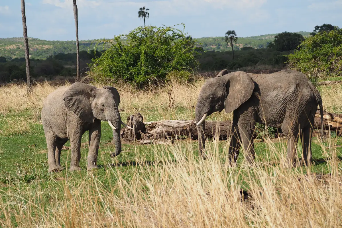 Unveiling Tanzania's Diverse Splendors: A 3-Day Itinerary through Ruaha & Kitulo National Parks from