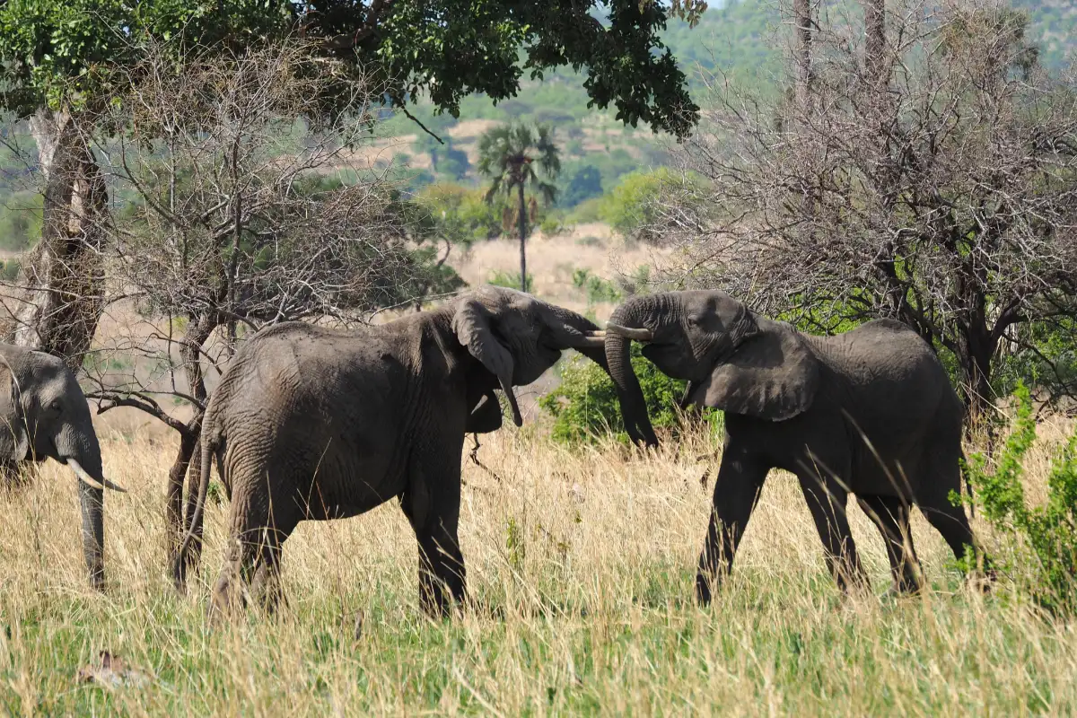 2-Day Wildlife Expedition at Ruaha National Park in Tanzania