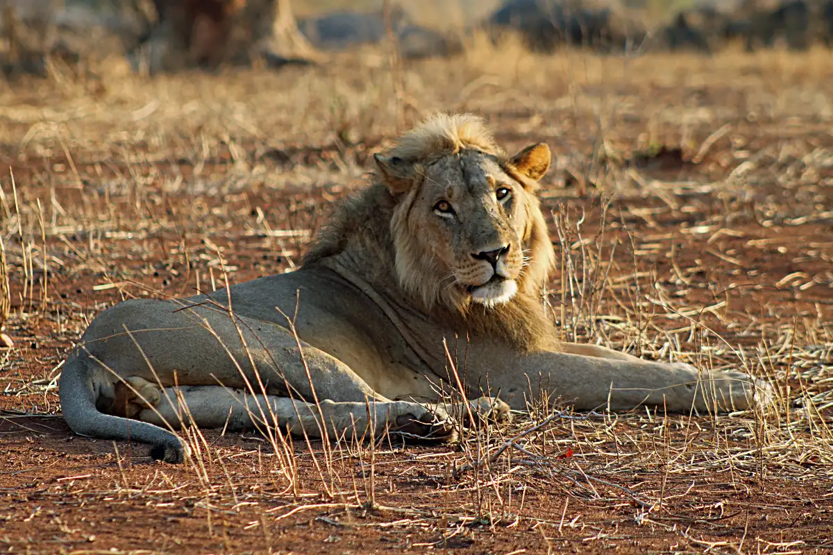 The best Unforgetable Tanzania sharing group join safari Tour 