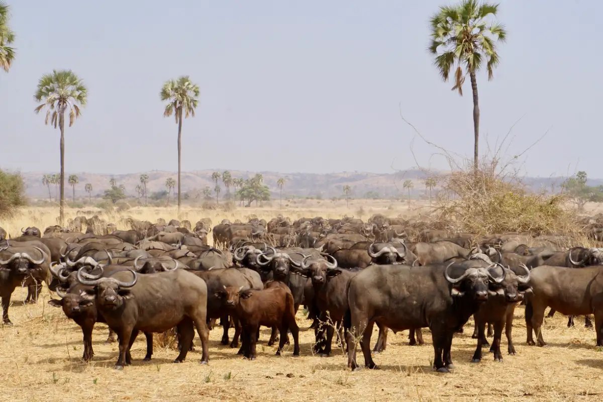 Half Day : Ruaha National Park from Iringa