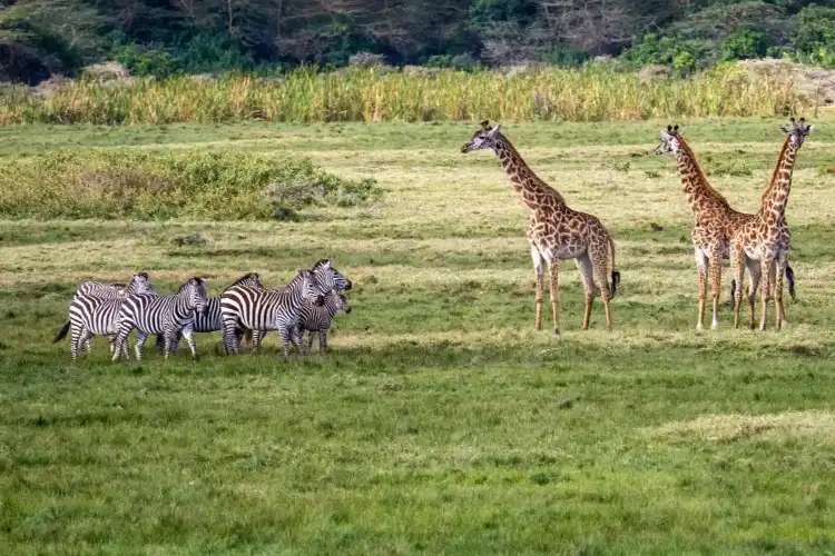 THE BEST 2 DAYS TANZANIA LUXURY SAFARI TARANGIRE | NGORONGORO CRATER
