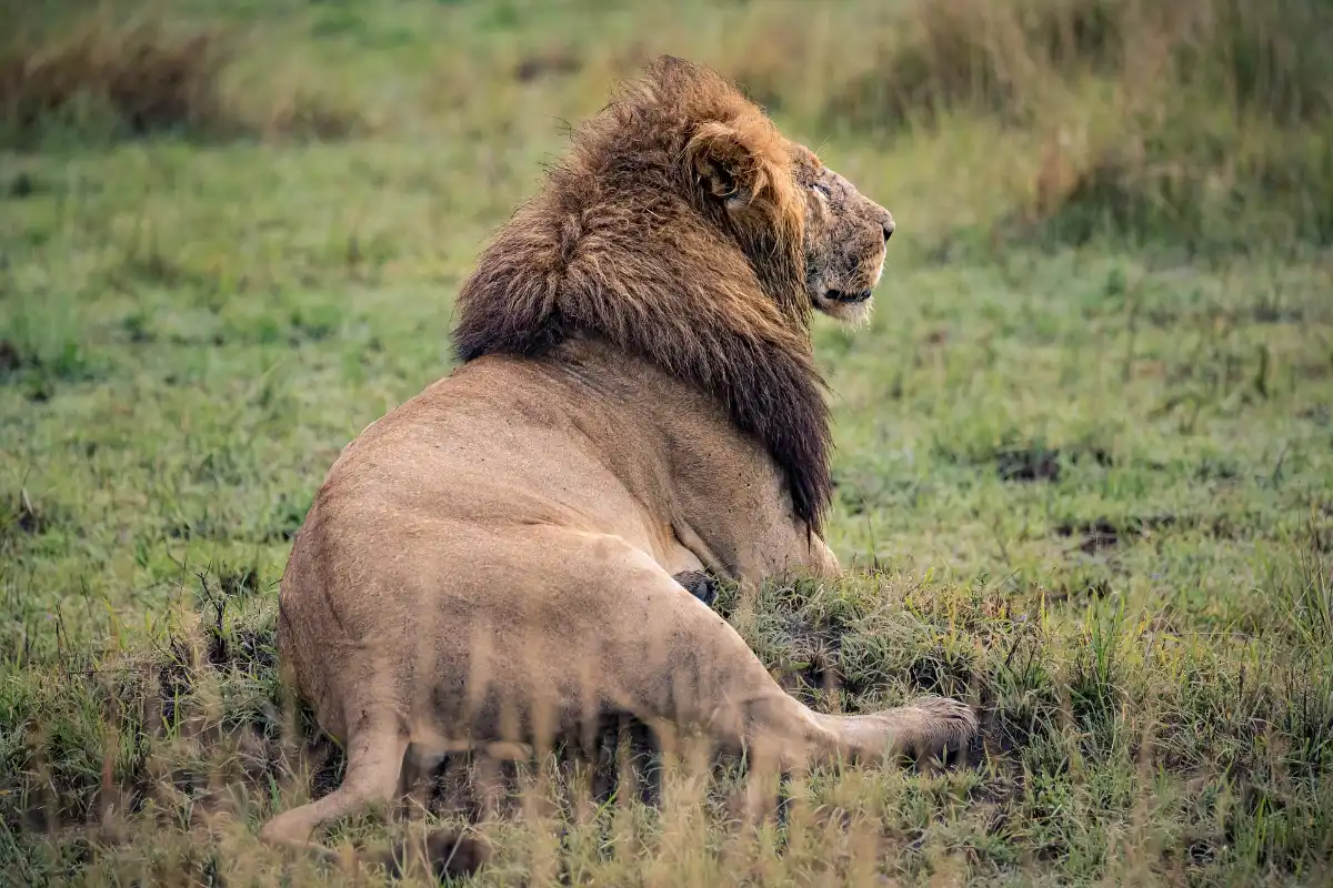  Savannah Explorer (Serengeti Migration + Big Cats)