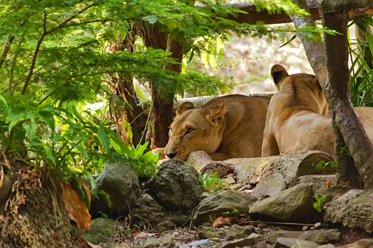 4 days 3 nights serengeti and ngorongoro crater safari tour