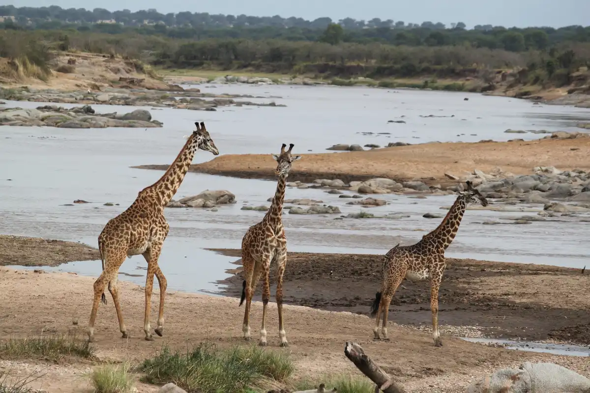 Luxury Safari Nuggets' Signature
