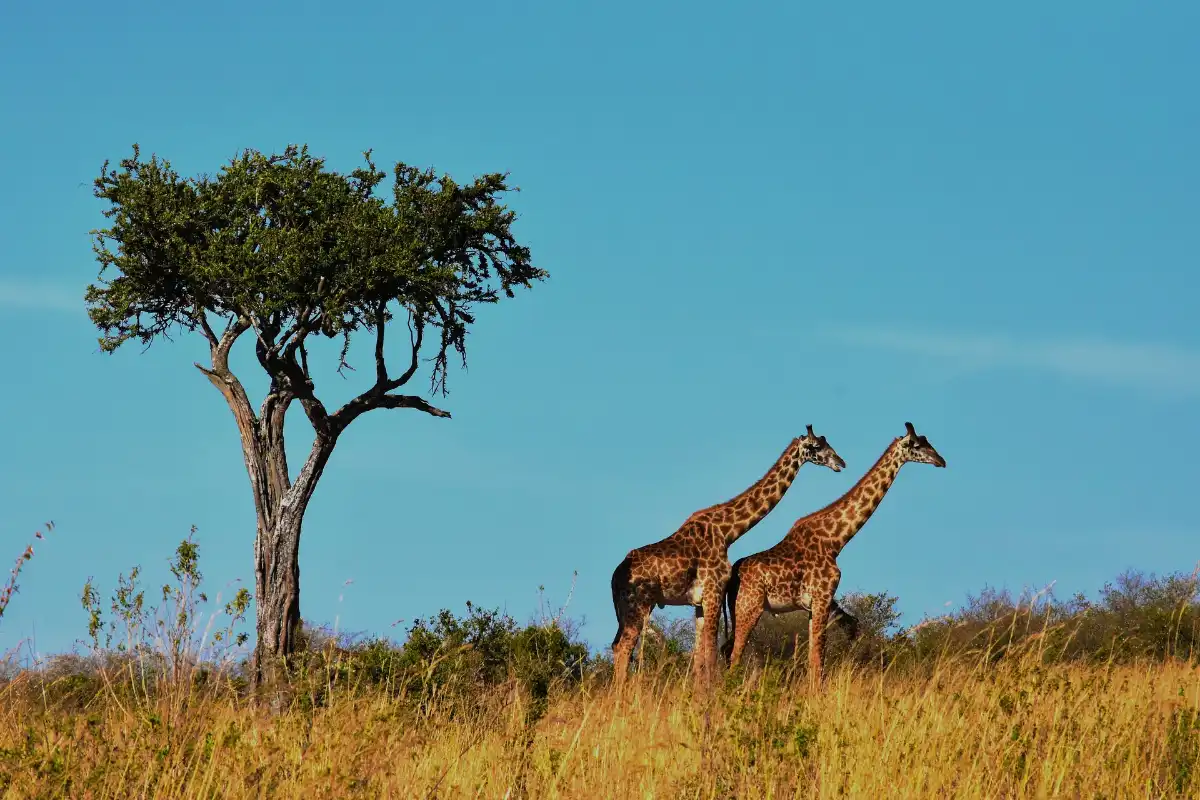 8 Days Luxury Safari in Northern Tanzania