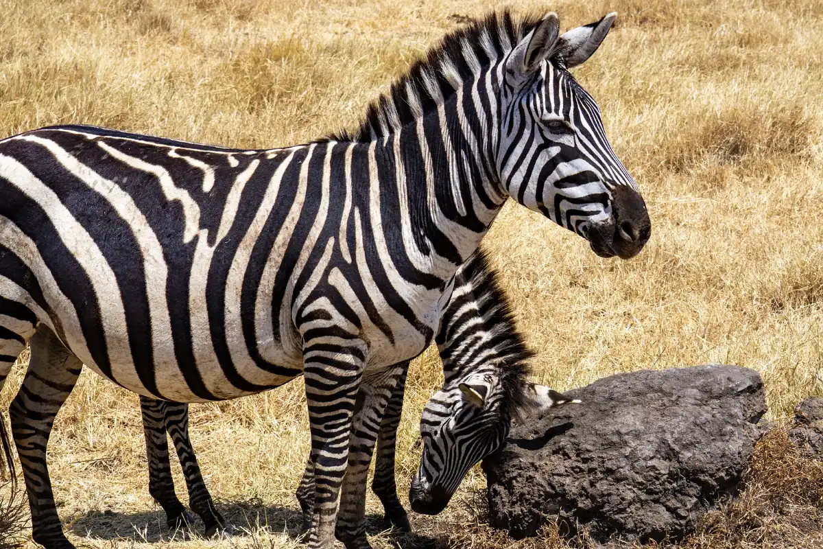 5 -  Day Budget Tanzania Safari with Serengeti