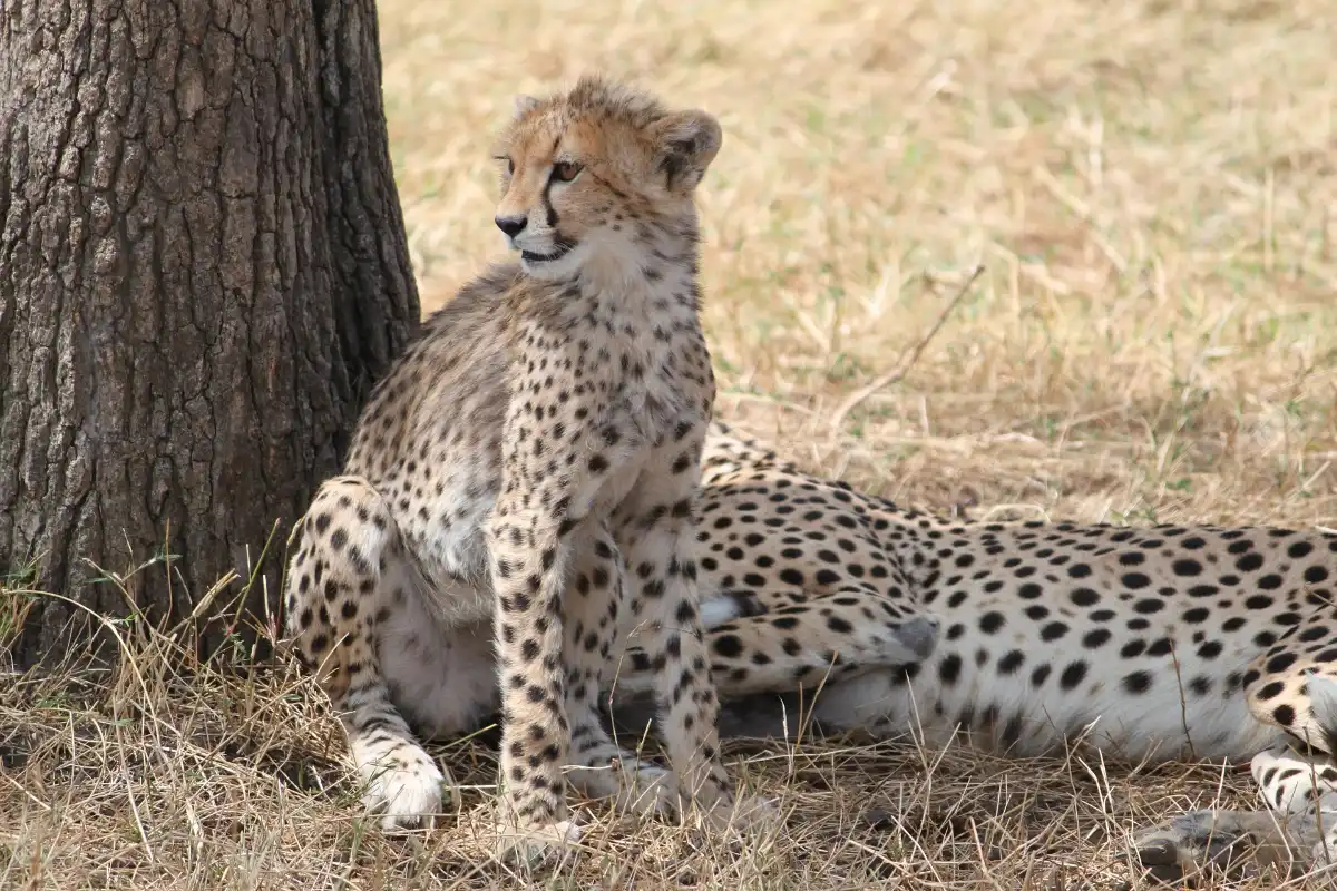 2-Day Safari Expedition and Wildlife Experience in Tanzania