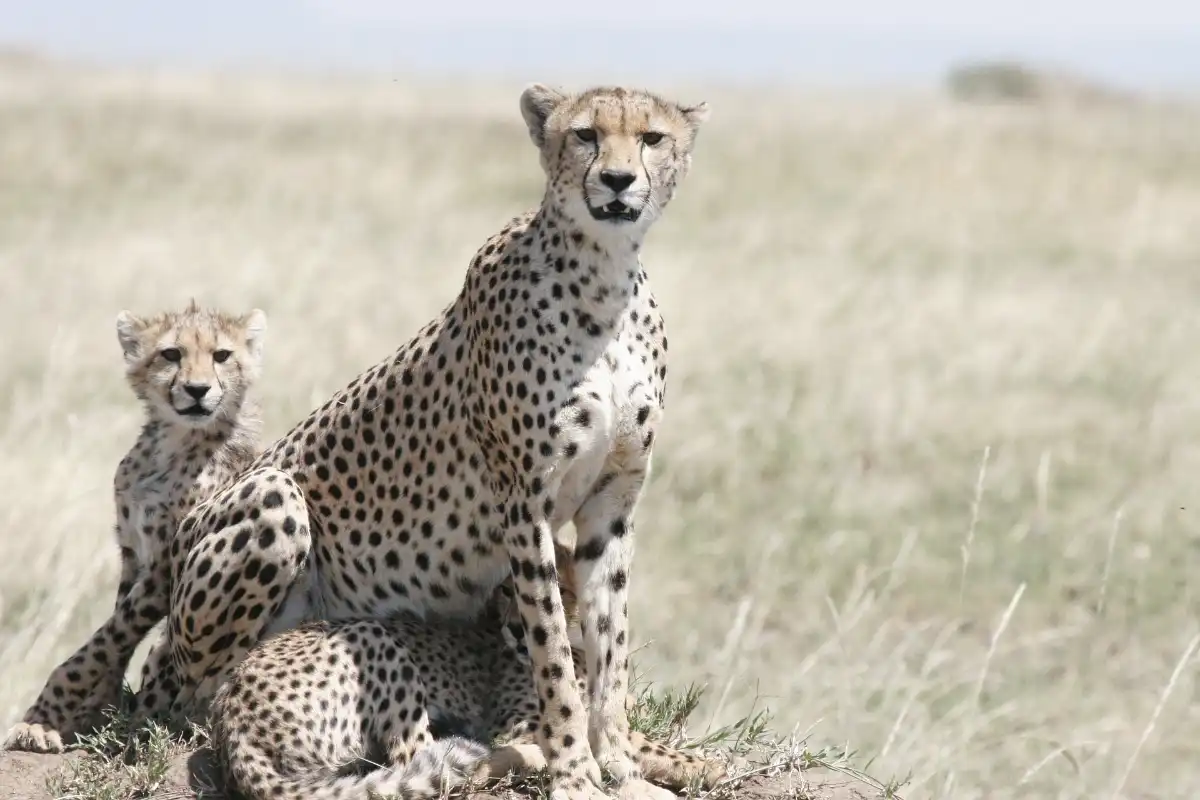 Experience 4 days and 3 nights in Serengeti, Ngorongoro crater, and Tarangire National Park.
