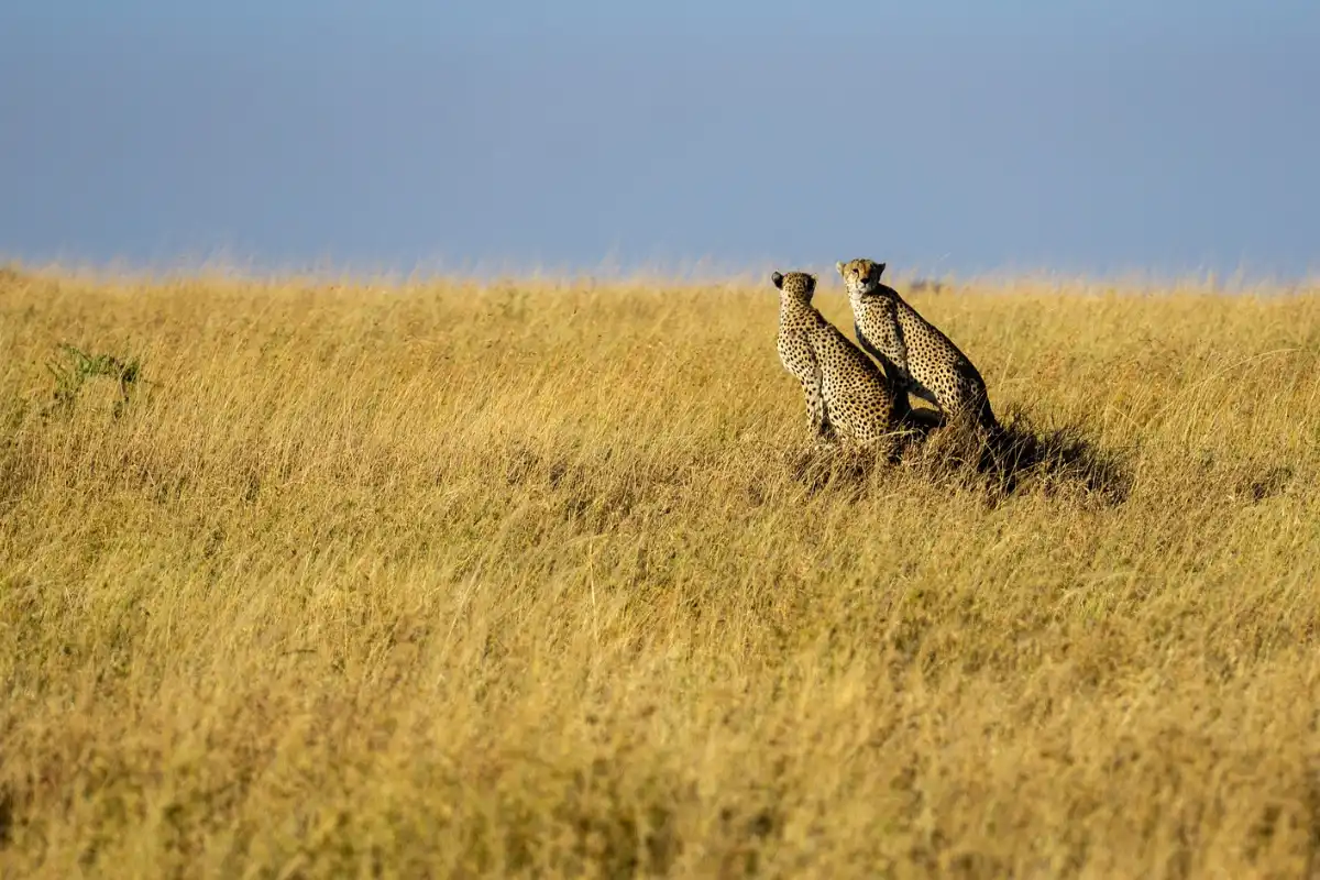 7-Day trip to Serengeti National park,Chemka Spring and Napuru waterfall