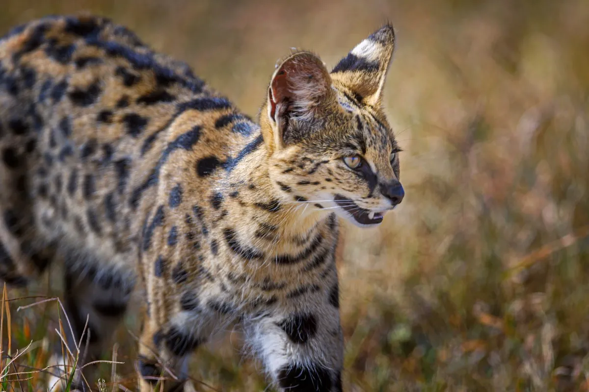 6 Days Tanzania Camping Safari with Lake Natron