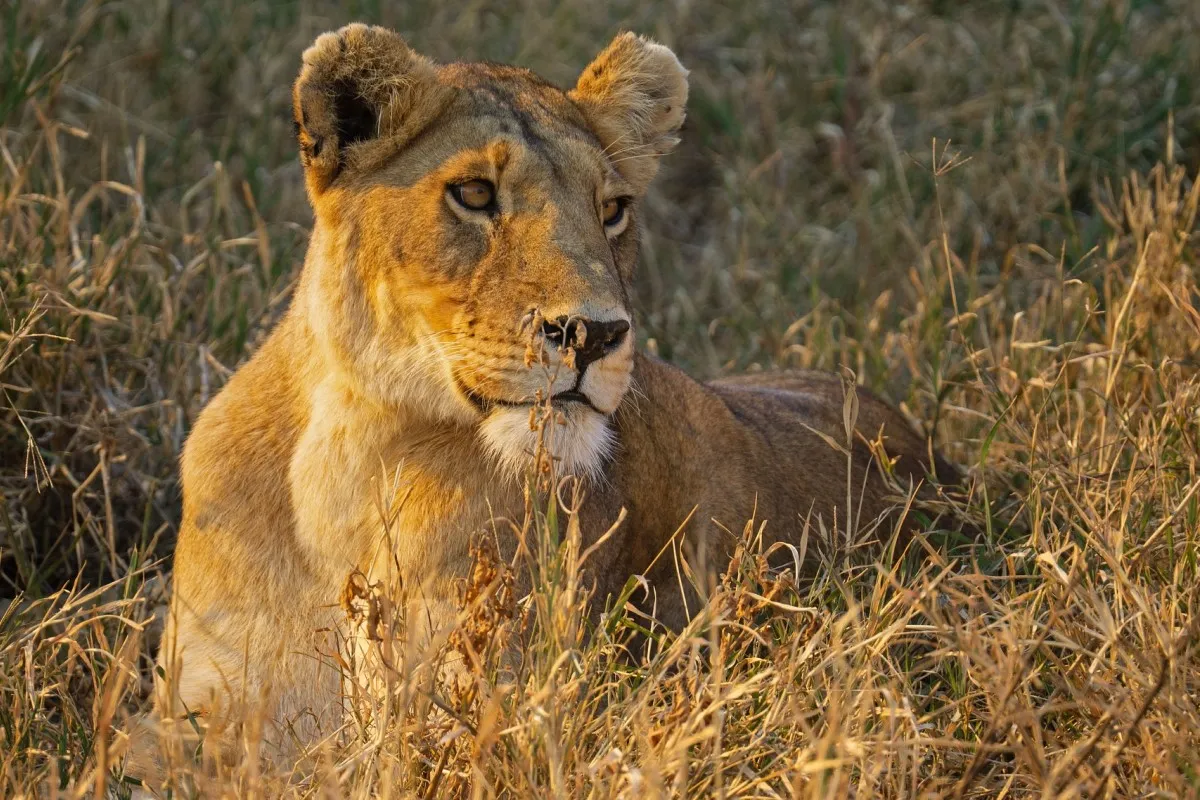 4 Days – Mid-Range Lodge Adventure