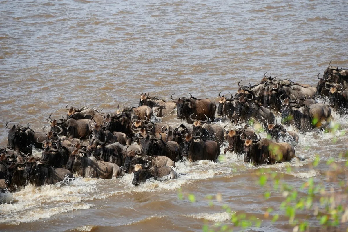 The Great Wildebeest Migration Mara River Crossing