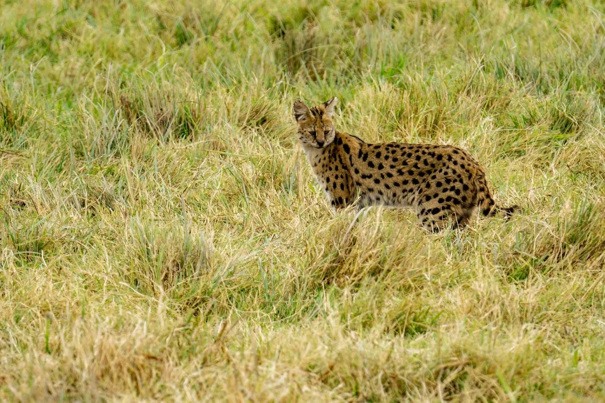 4-Day Fly in and out Mid Range Serengeti Safari