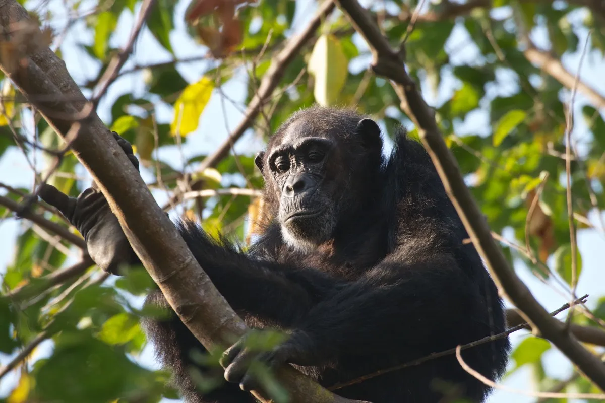 Chimpanzees Trekking At  Mahale National Park