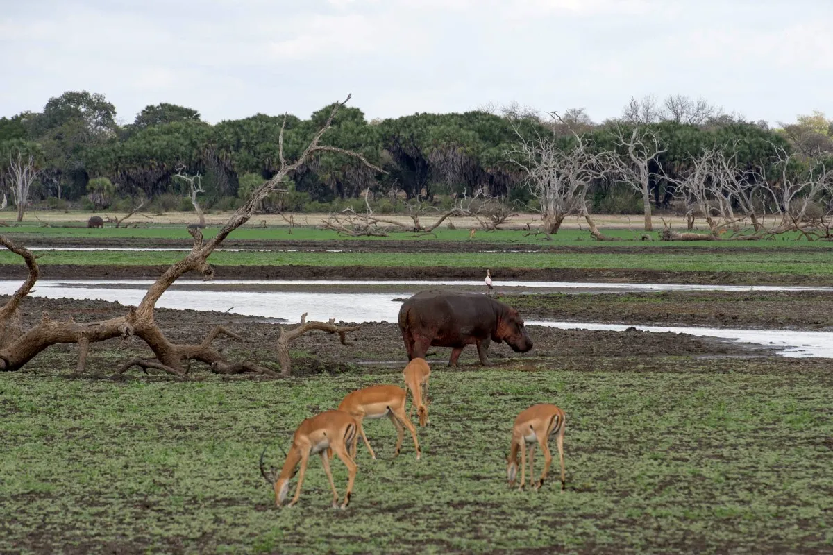 11 Days Serengeti And Zanzibar Safari High End Safari
