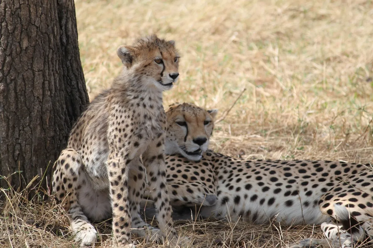 3 Days Tarangire &  Ngorongoro Crater Safari