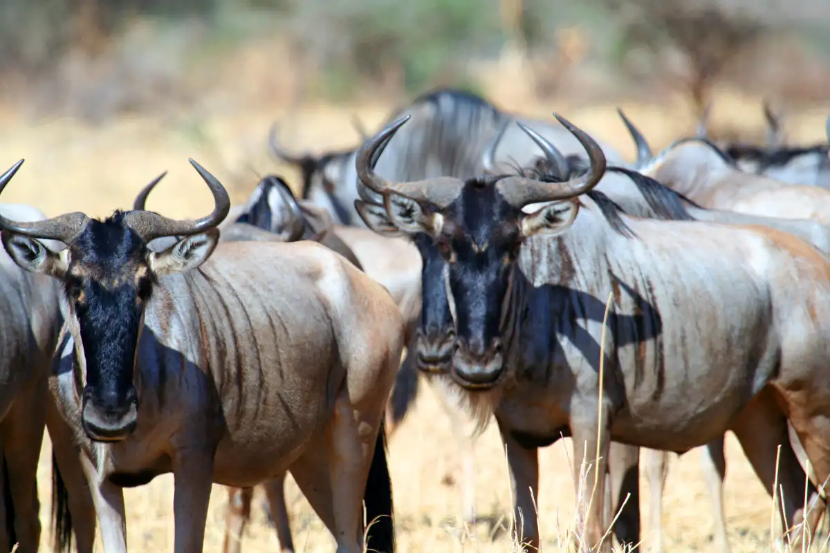 Affordable Safari Adventure