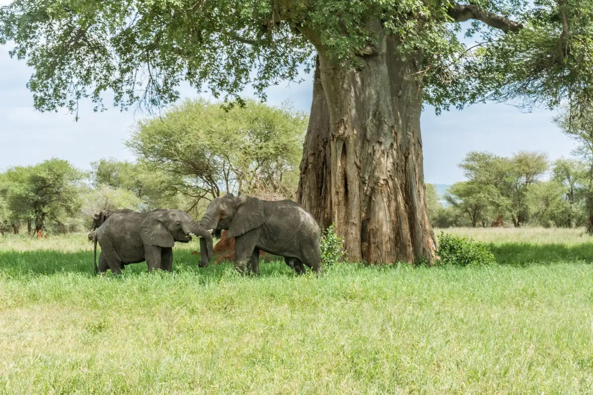 3 days 2 nights Tanzania safaris to Ngorongoro Crater, Tarangire and Lake Eyasi