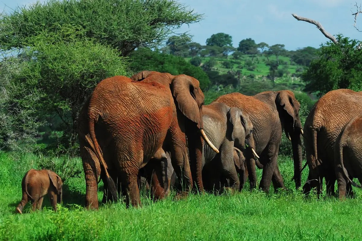 2 - Days Group Tour Tarangire and Ngorongoro Crater 