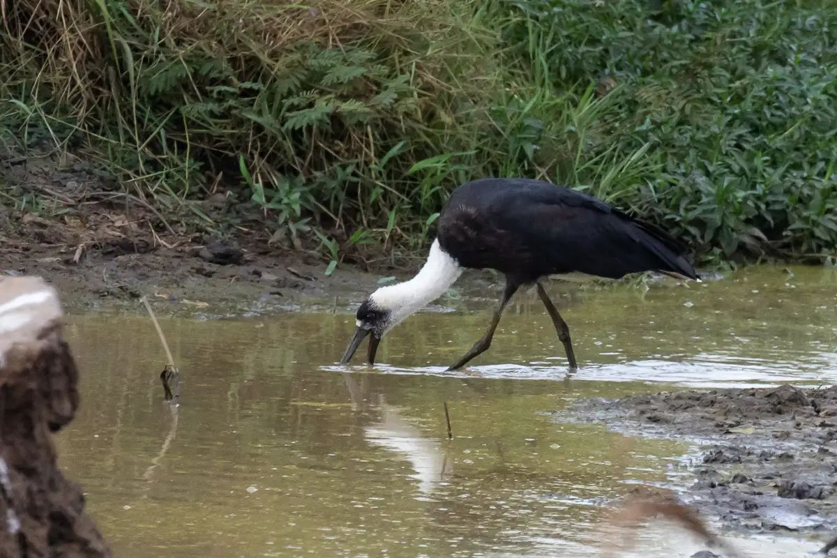 5 Day Birding Safari to Uganda