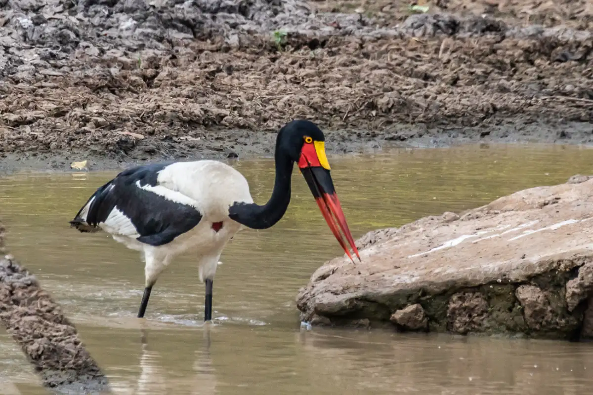 3 Day Gorilla Trekking Uganda tour