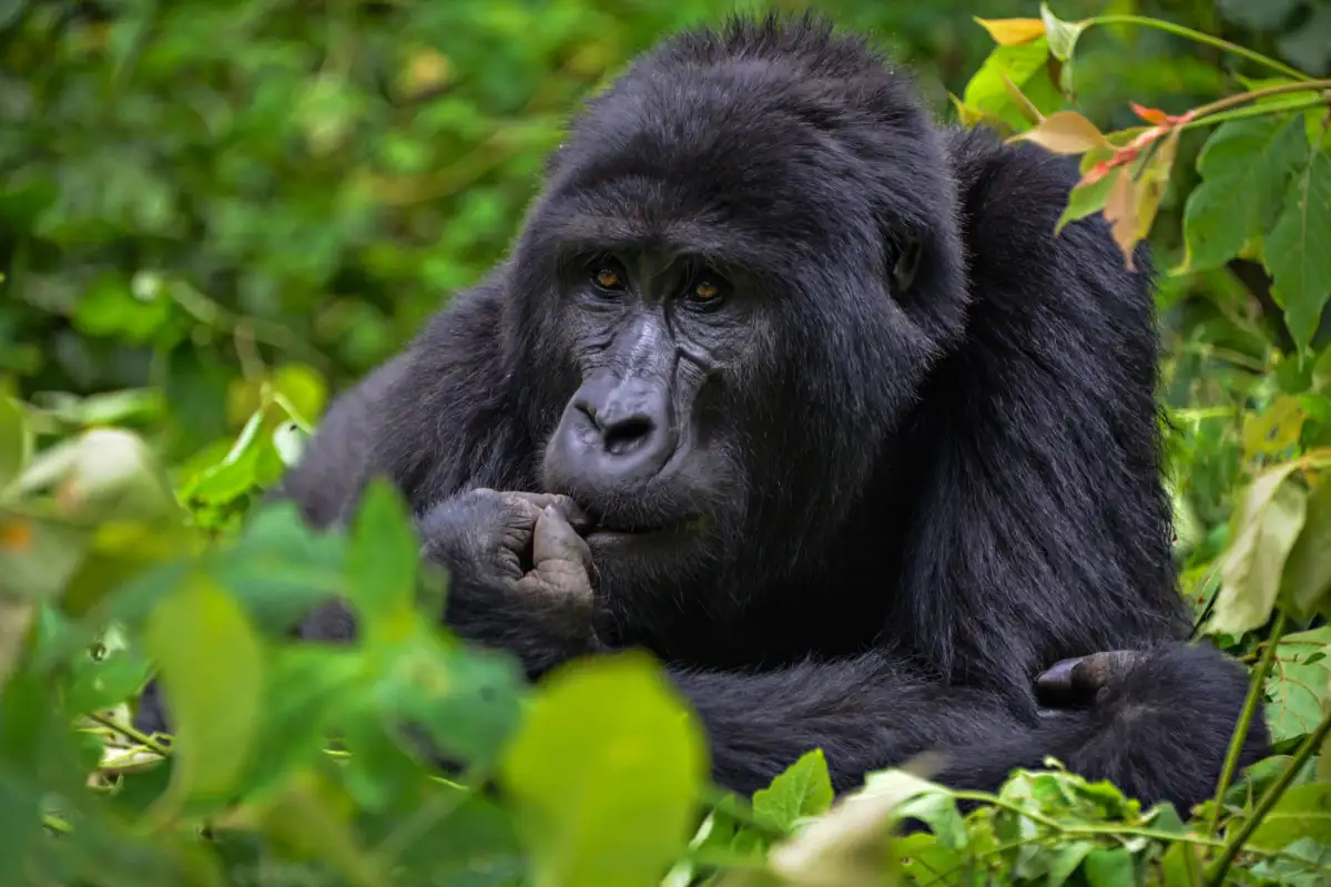 5 Day Gorilla and White Water Rafting