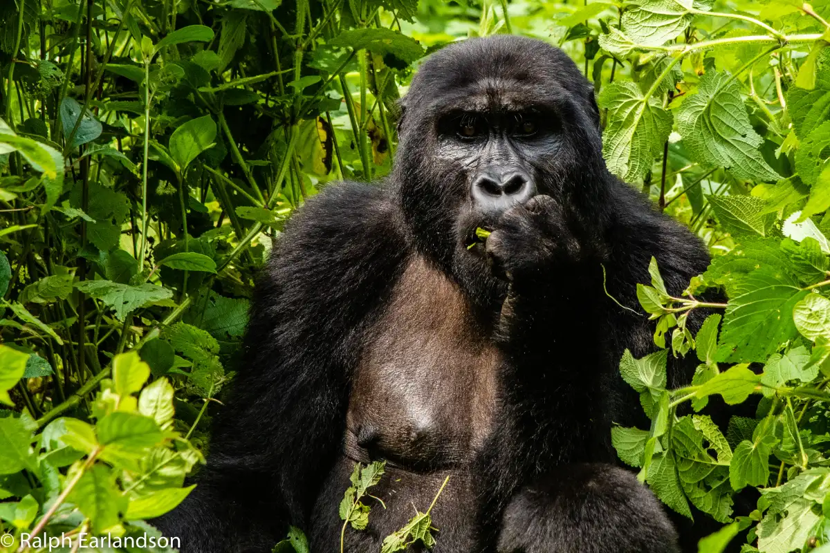 3 DAYS GORILLA TREKKING SAFARI UGANDA