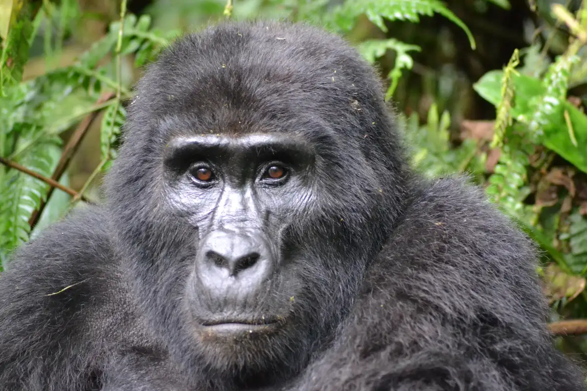 Luxury Gorilla Tracking Safari By Road