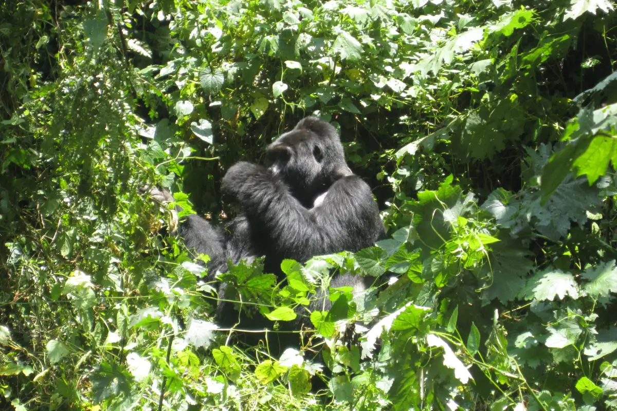 4-Day Gorilla Trekking and Kibale Chimpanzee Tour