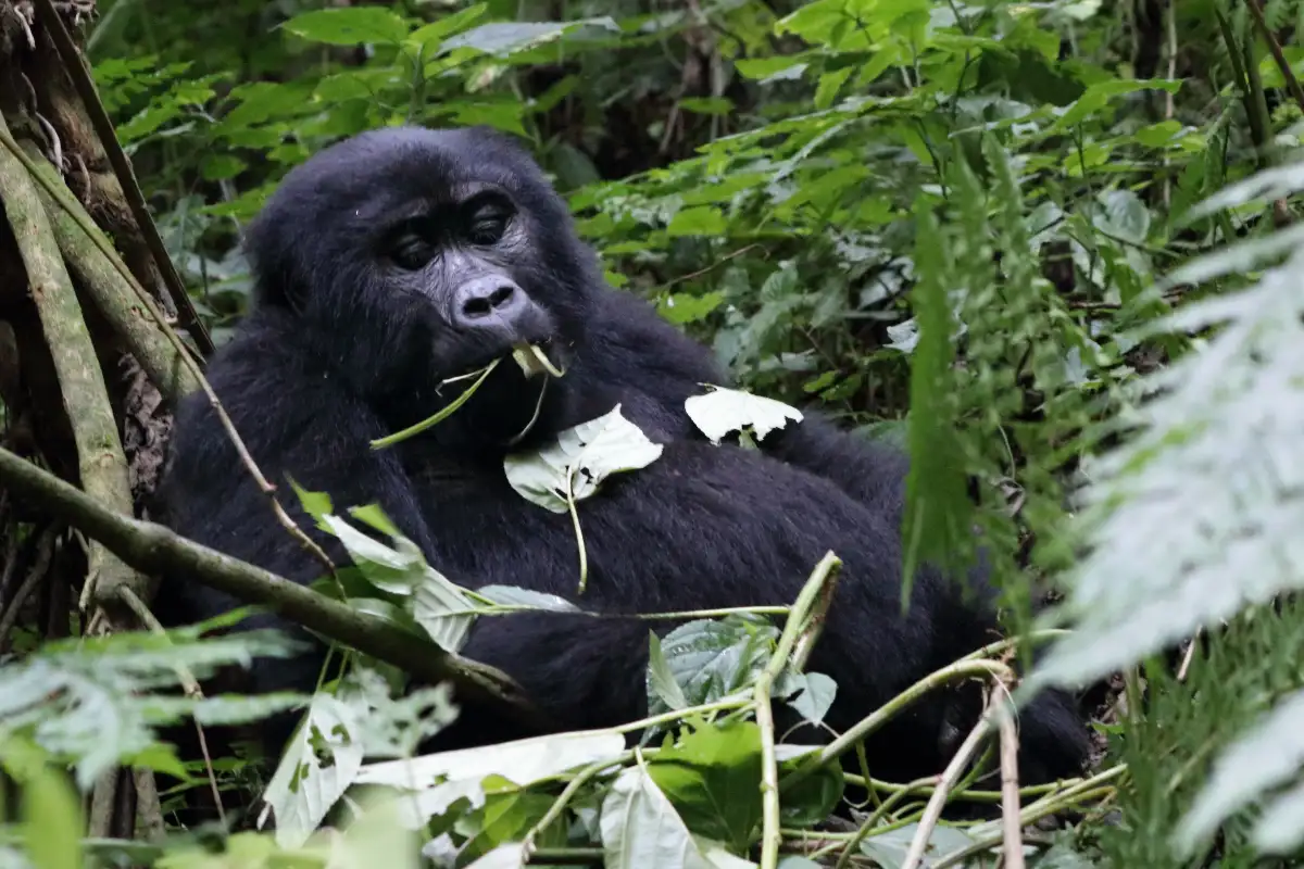 Primate and Wildlife Safari 