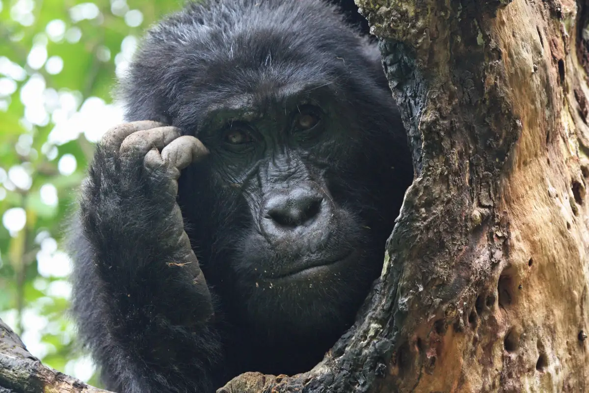Gorilla-Chimpanzee expedition Uganda (15 years and above)