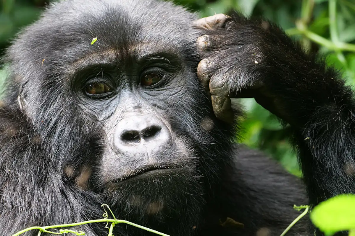 3 days Primate Gorilla Trekking Safari to Bwindi Impenetrable National Park