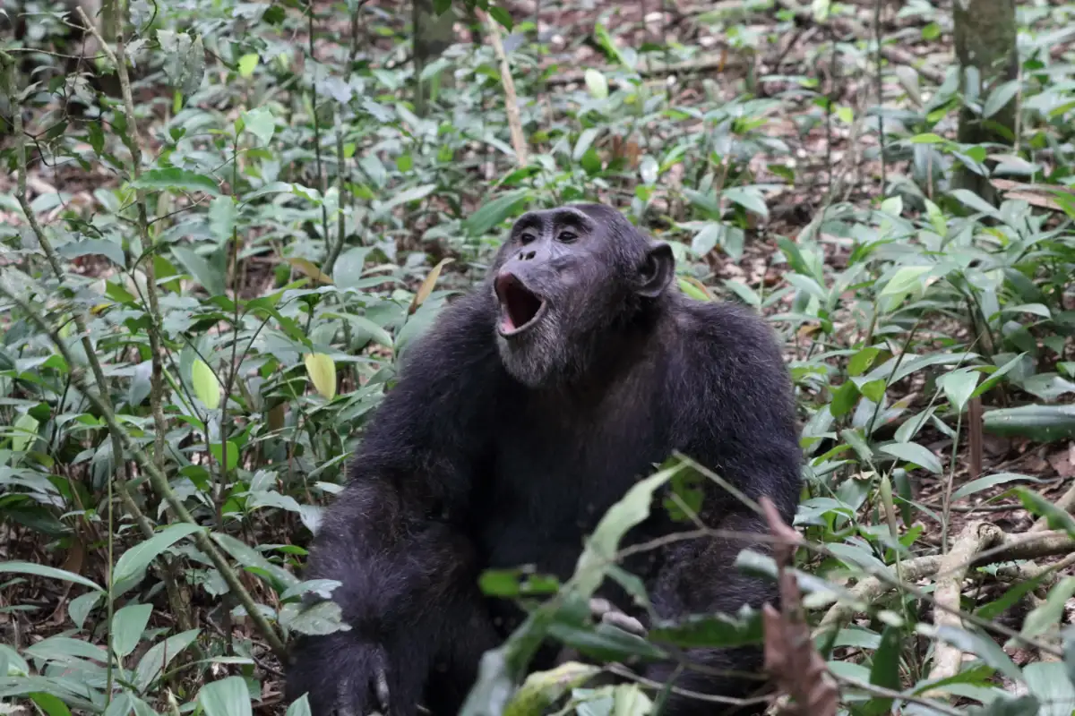14-Day Gorillas, Chimps, Big Five and Relaxing Safari