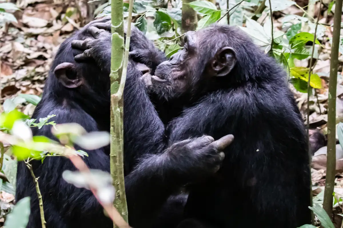 13-Day Wildlife and Gorilla Trekking Safari