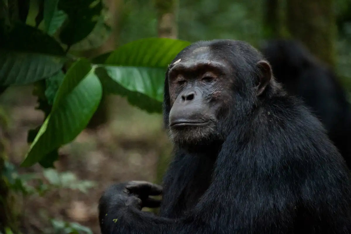  3 Days Chimpanzee Trekking Safari to Kibale National Park