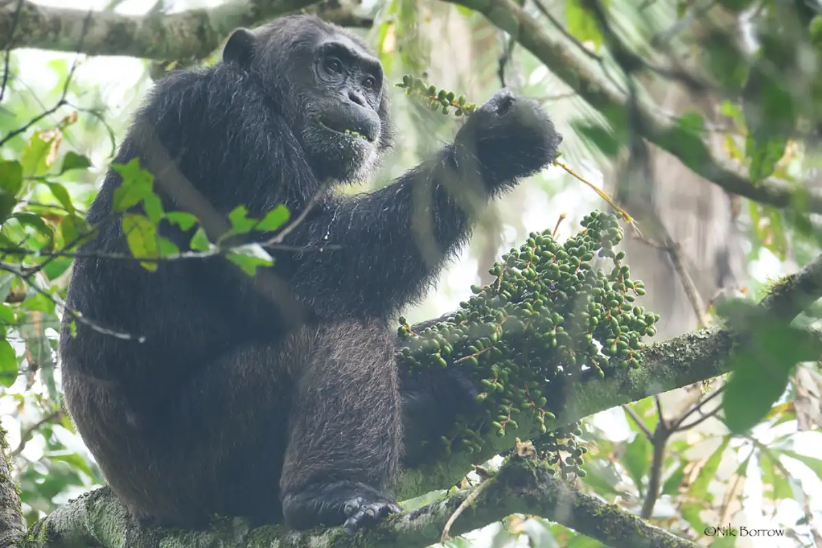 Gorilla & Rwenzori Expedition in Uganda 