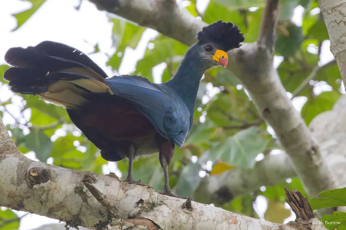 Uganda Birding Safari for Albertine Rift Endemics 