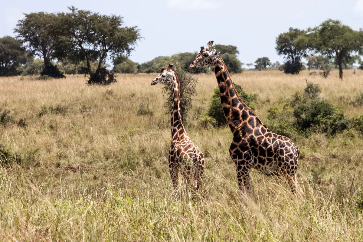 Uganda cultural history and wildlife viewing
