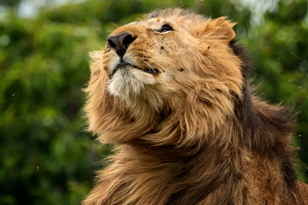 18 Days Safari Exploring Almost All Uganda National Parks